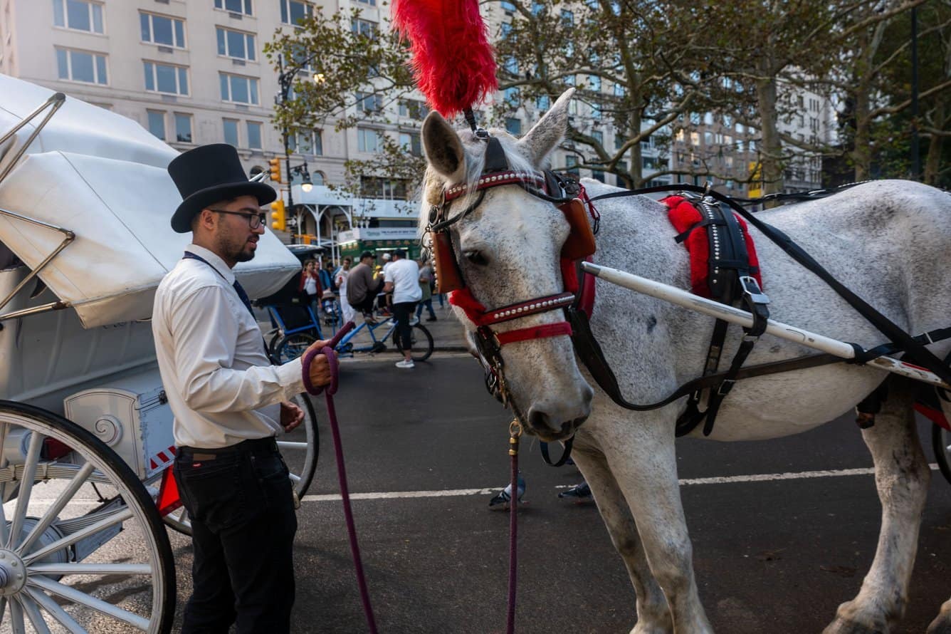 Carriage driver and horse wearing red feather in the street in New York City